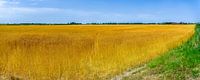 Feldpanorama in Nord-Beveland Sommer 2018