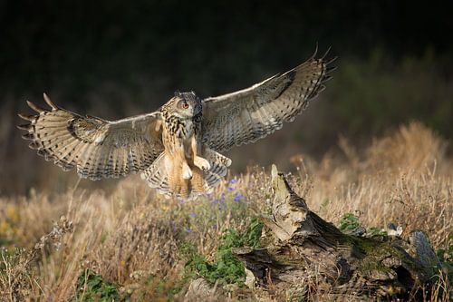 Oehoe in vlucht over hooiland