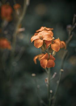 Oranje wilde bloem van Maaike Zaal