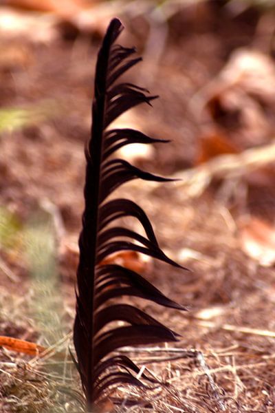 DE - Baden-Württemberg : Die Feder von Photoart-Naegele