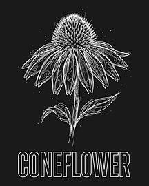 Minimalistisches Poster mit Strichzeichnung einer Sonnenblume – Black Edition von moveit store