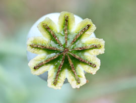 Zaaddoos van een papaver – perfecte symmetrie in de natuur van Helmut Martin - The Art of Stone - Steinkunst & Photographie