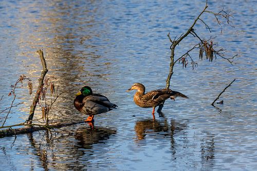 Canards sauvages