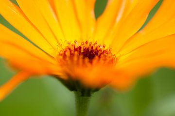 Gelbe Blume von Evelyne Renske