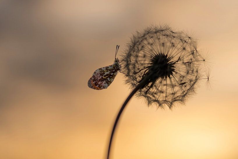 orange tip by Ina Hendriks-Schaafsma