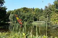 Mouse jump in Sängeli pond