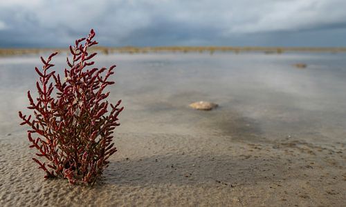 Storm on Schiermonnikoog's salt marshes and mud flats