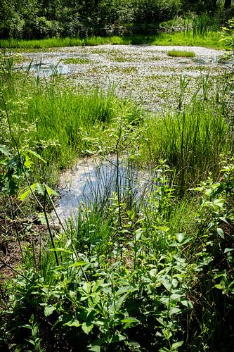 Ooievaarsnest in Noord Brabant