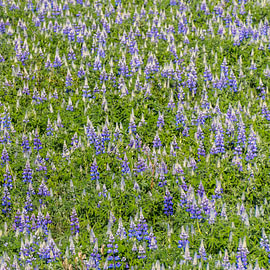 Blühendes Feld mit violetten Lupinen – Isländische Flora