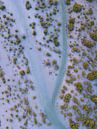 Mangrove van Michiel Dros thumbnail