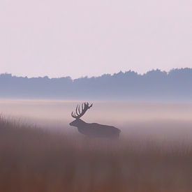 Evening silence in the field by Cor de Bruijn Photography