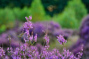 Blooming heather by Jaco Verheul