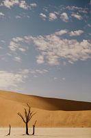Licht und Schatten im Dodevlei in Namibia