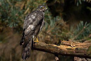 Sperber-Raubvogel