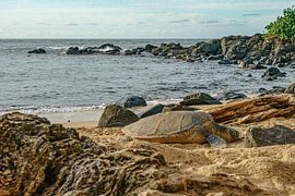 Hawaiiaanse groene zeeschildpad.