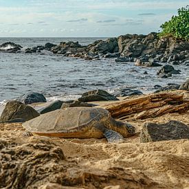 Hawaiian green sea turtle. by Jaap van den Berg