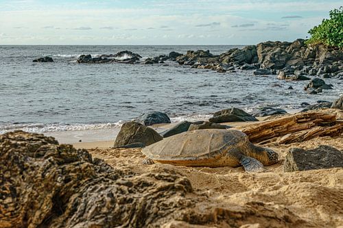 Hawaiiaanse groene zeeschildpad.