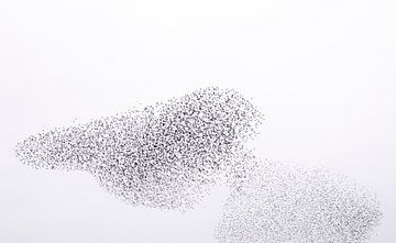 Starling murmuration in an overcast sky at the end of the day by Sjoerd van der Wal Photography