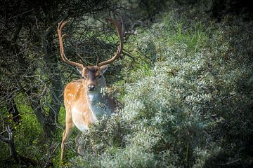 Curious deer by GerART Photography & Designs