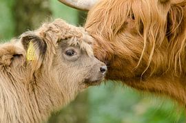 Mother and calf by Elles Rijsdijk