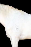 Fine art Horse