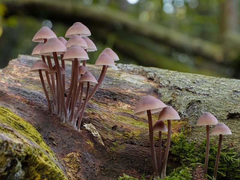 Mushrooms on fallen tree by Natasja Martijn