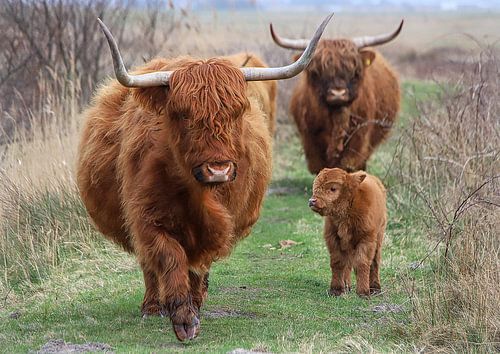 Scottish Highlander family