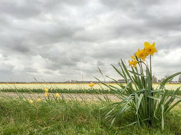 Narcissen in de bollenstreek von Rob IJsselstein