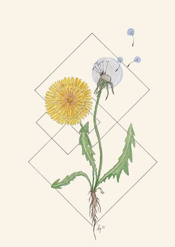 Feminine Focus | De Paardenbloem