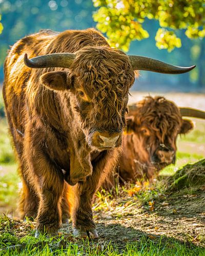 Nieuwsgierige Schotse Hooglander II