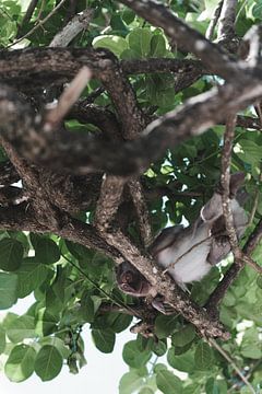 Versteckter Affe im Baum: Von unten gesehen von Troy Wegman