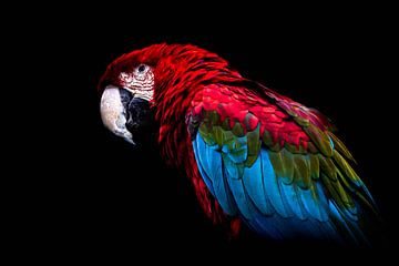 Perroquet/Parrot sur Frames by Frank