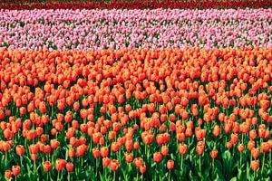 Gekleurde velden met tulpen sur Dennis van de Water