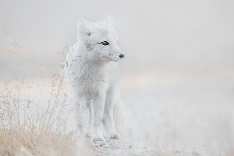 Looking around by Roelof de Hoog