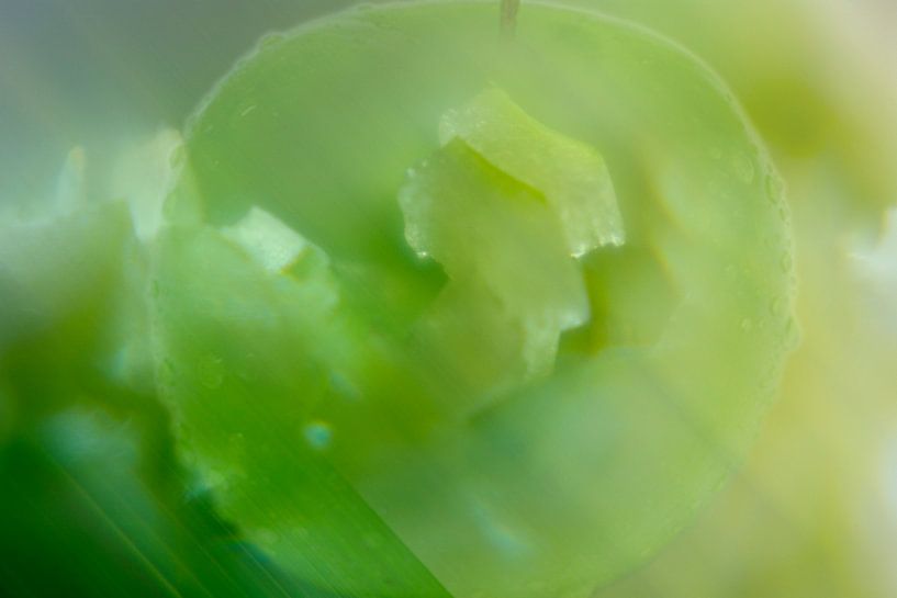 macro of a mashed apple and some extra by Ribbi