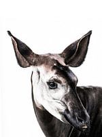 Das mysteriöse Okapi