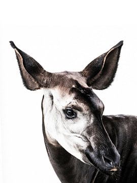 Le mystérieux okapi