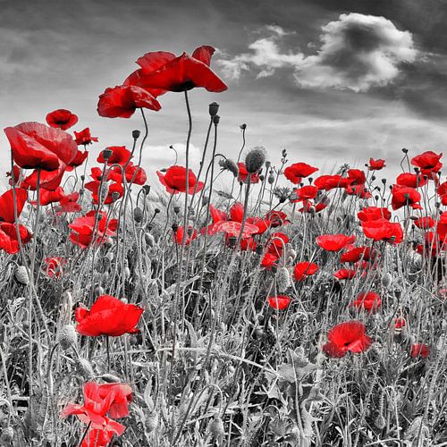 Idyllische Poppy Veld