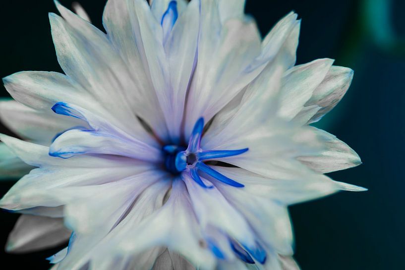 White Wonder by Shanna van Mens Fotografie