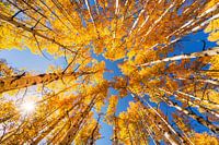 Herfst espenbos opzoekfoto