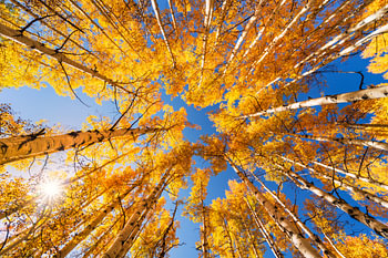 Herfst espenbos opzoekfoto