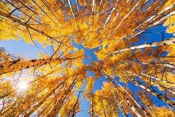 Herbst Aspen Forest Lookup Foto von Daniel Forster