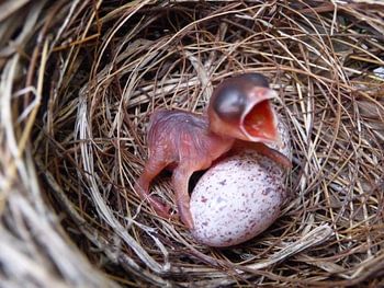 Hatched bird