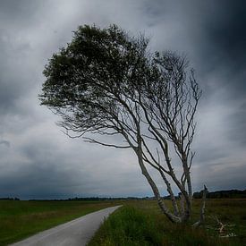 Fan tree on Schiermonnikoog by Rob De Jong