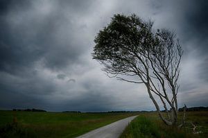 Arbre de ventilateur sur Schiermonnikoog