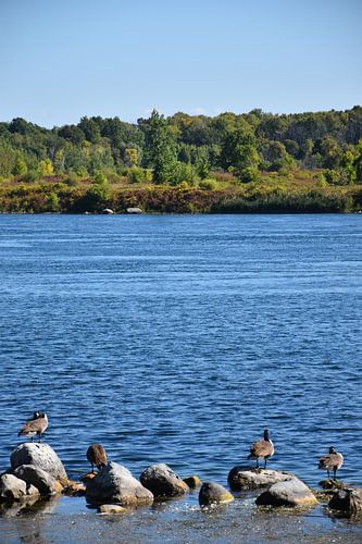 Branta's langs de rand van de rivier