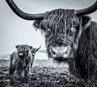 Scottish Highlanders