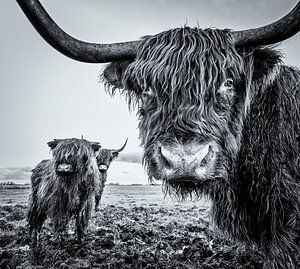 Scottish Highlanders by Martijn van Dellen