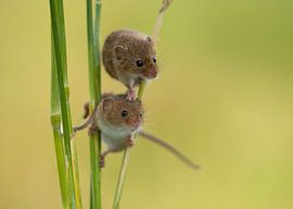 Souris naines sur Elles Rijsdijk