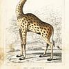 Girafe, dessin ancien sur Liesbeth Govers voor Santmedia.nl